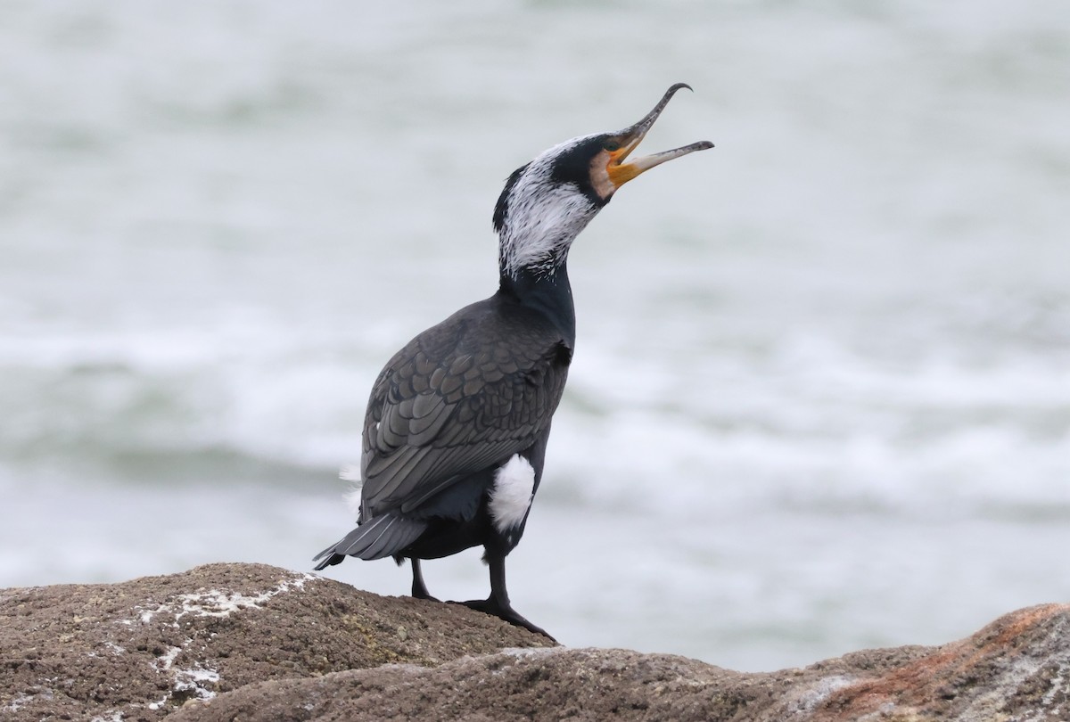 Great Cormorant (North Atlantic) - ML625148227
