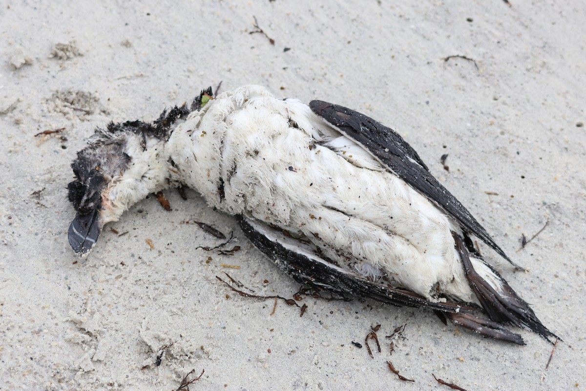 Razorbill - ML625148236