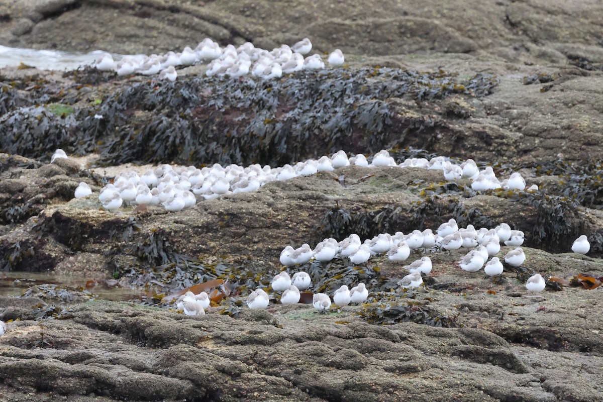 Sanderling - ML625148303