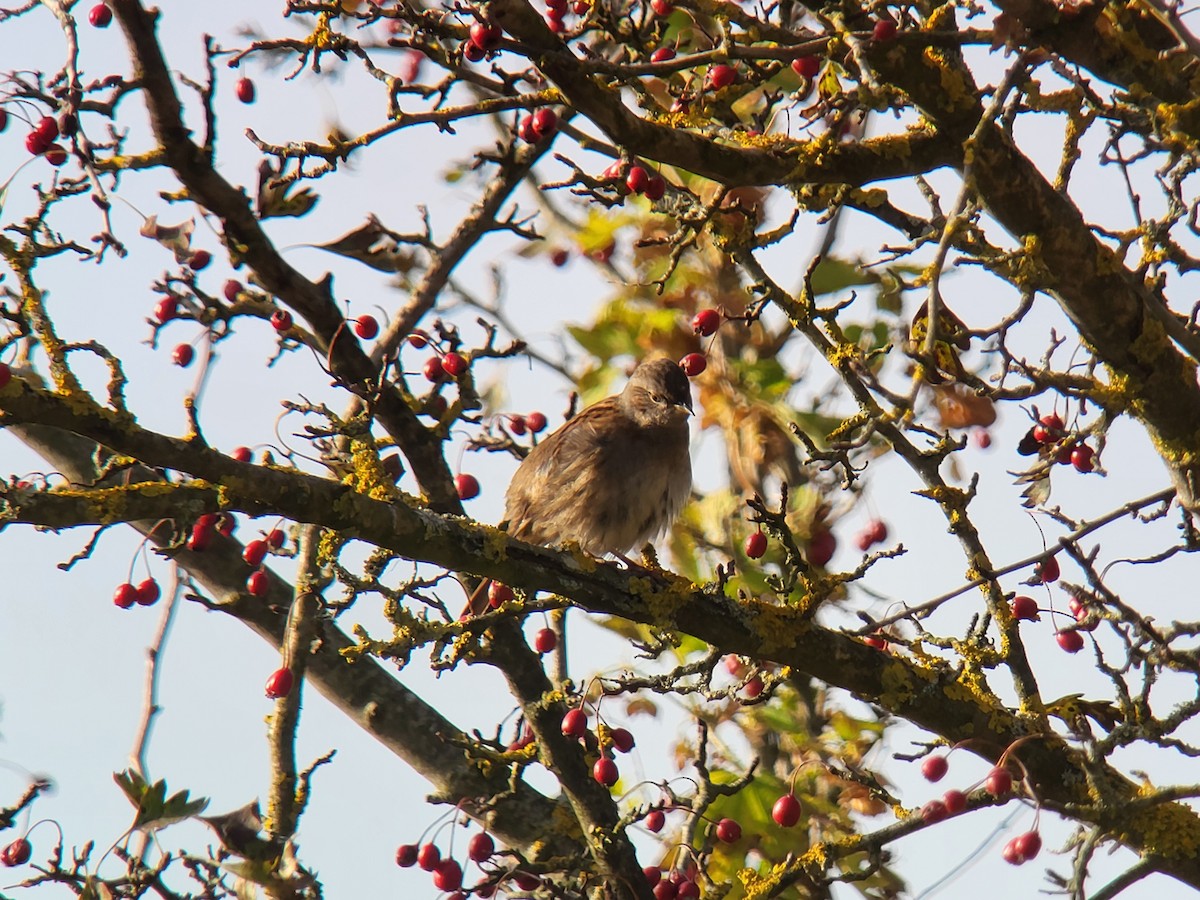 Dunnock - ML625148396