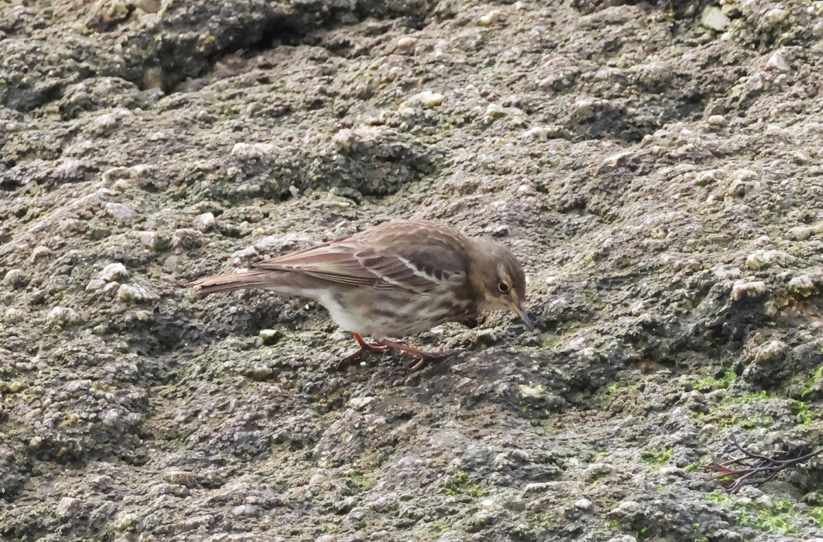 Rock Pipit - ML625148399