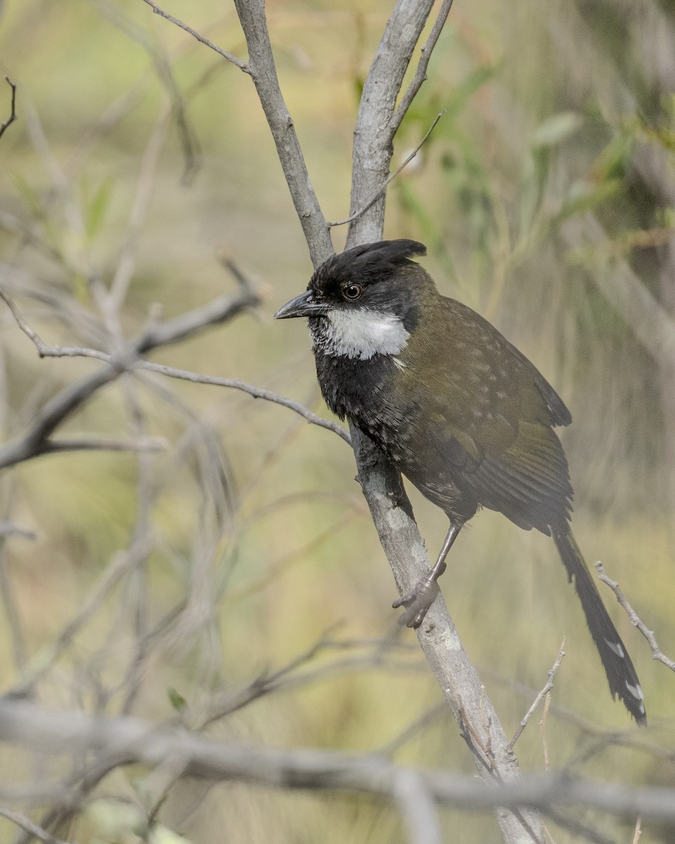 Eastern Whipbird - ML625148415