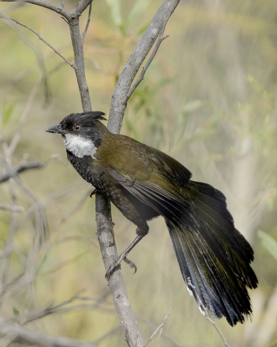 Eastern Whipbird - ML625148416