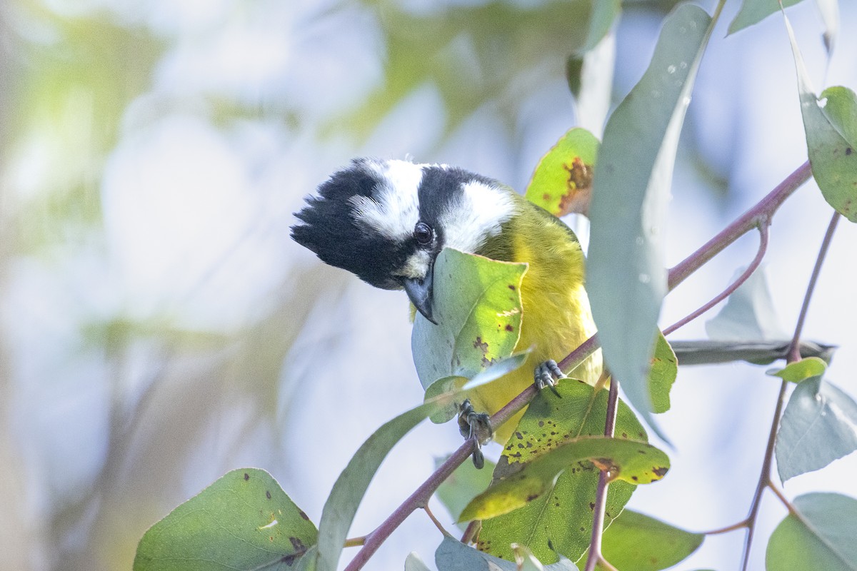 Eastern Shrike-tit - ML625148424