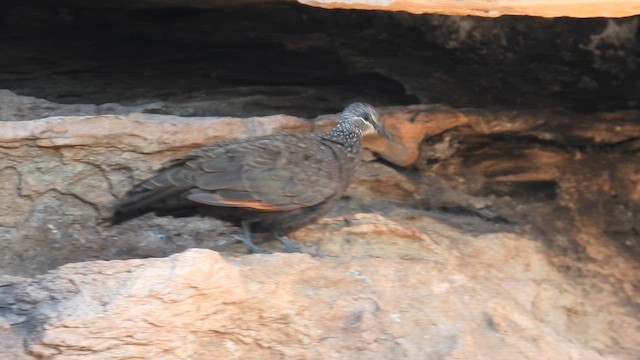 Chestnut-quilled Rock-Pigeon - ML625148521