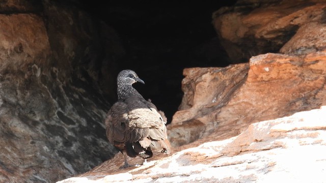 Chestnut-quilled Rock-Pigeon - ML625148522