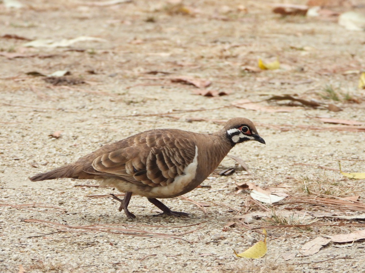 Squatter Pigeon - Martin Rheinheimer