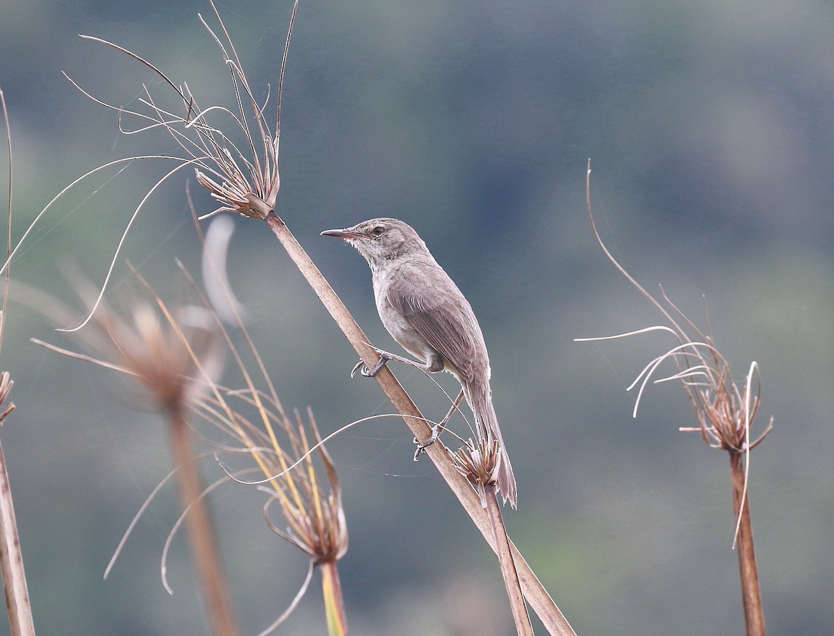 Madagascar Swamp Warbler - ML625148604