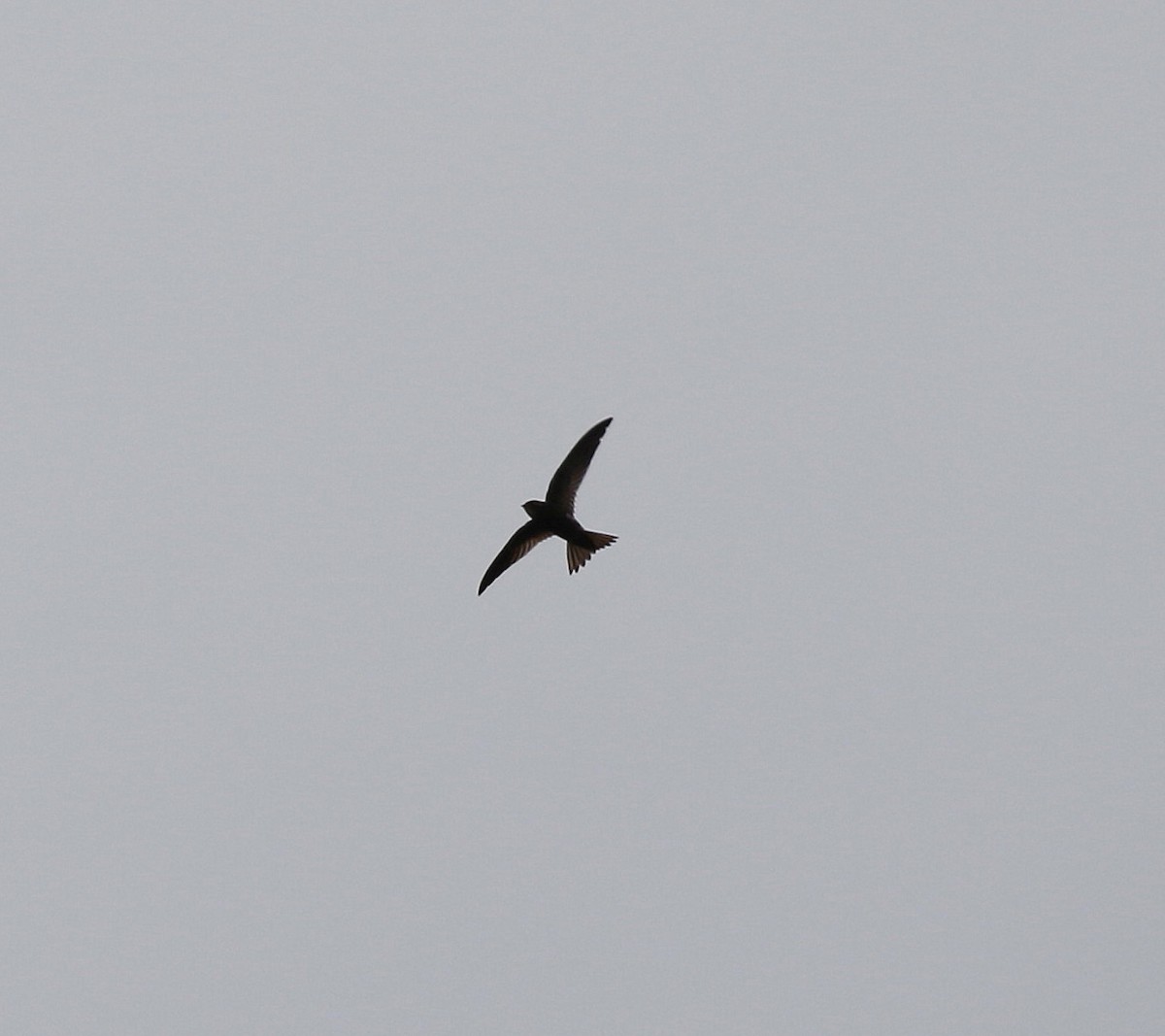 Malagasy Swift - ML625148637
