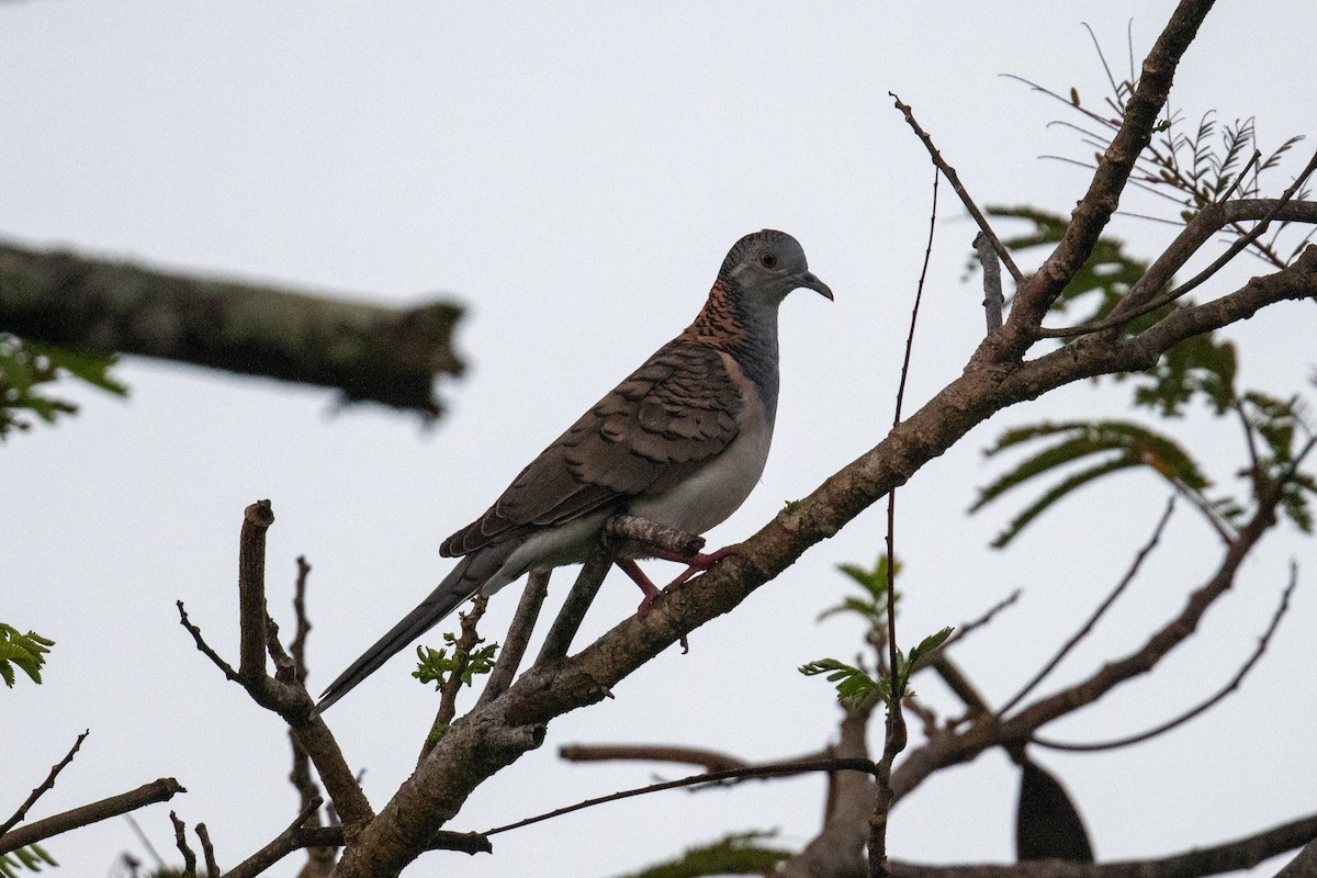 Bar-shouldered Dove - ML625148666