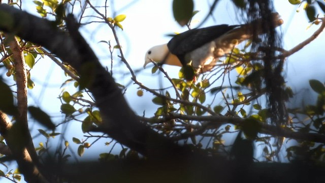 Black-banded Fruit-Dove - ML625148674