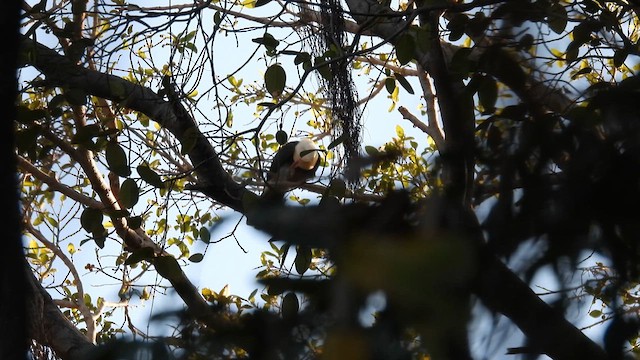 Black-banded Fruit-Dove - ML625148675