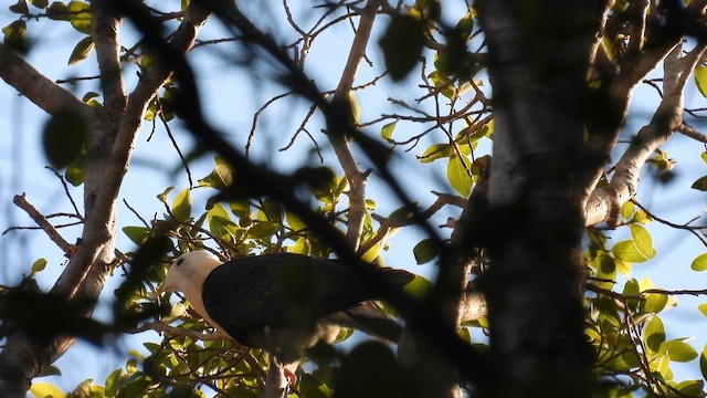 Black-banded Fruit-Dove - ML625148676