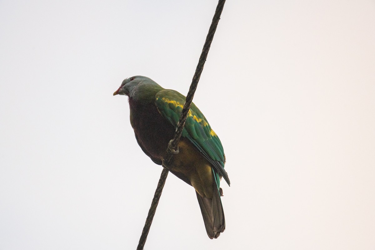 Wompoo Fruit-Dove - ML625148679