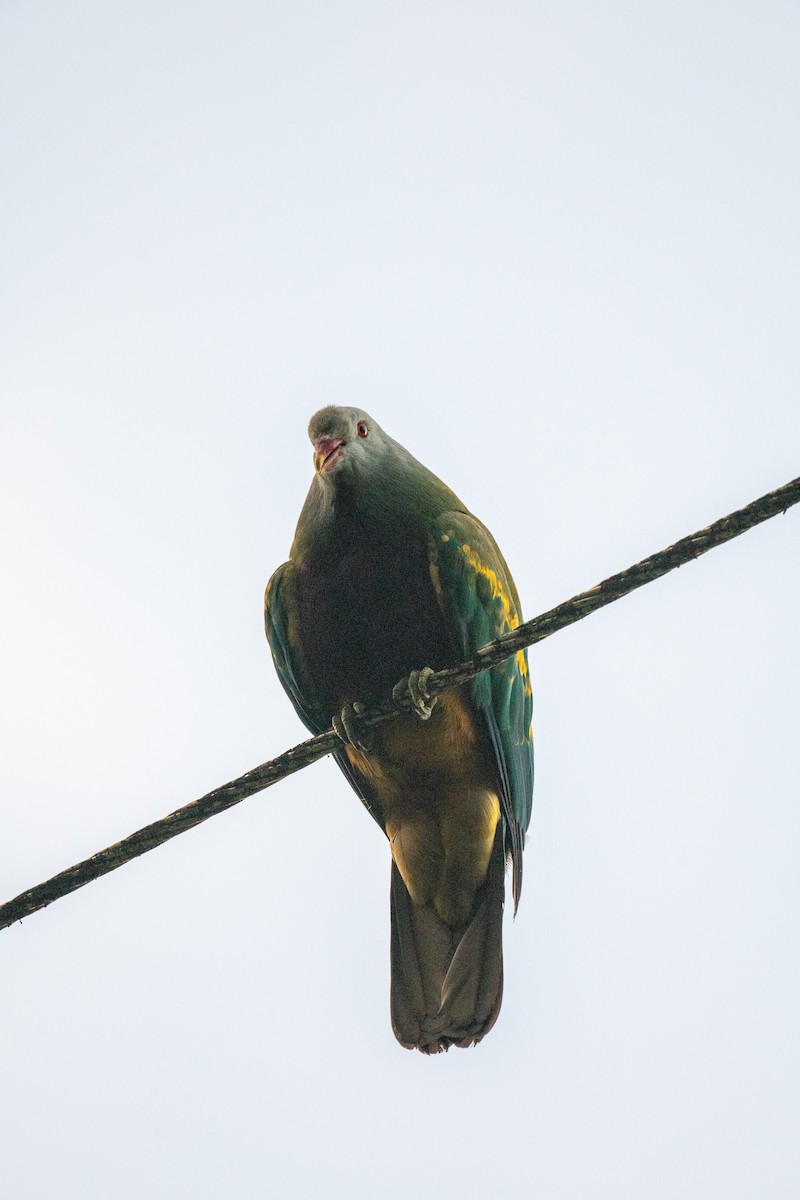 Wompoo Fruit-Dove - ML625148680