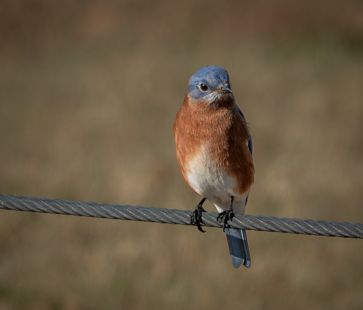 Eastern Bluebird - ML625148688