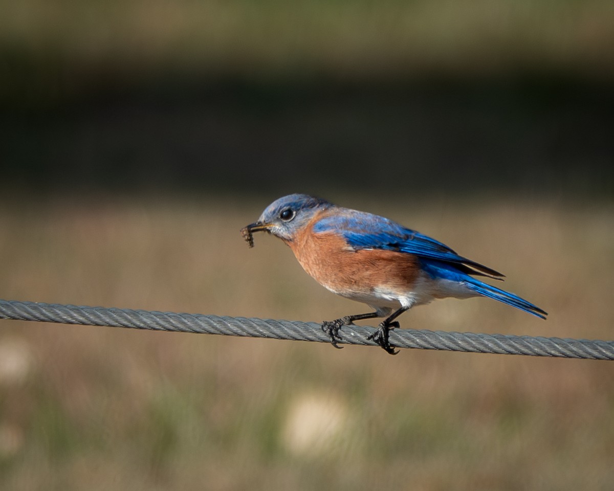 Eastern Bluebird - ML625148689