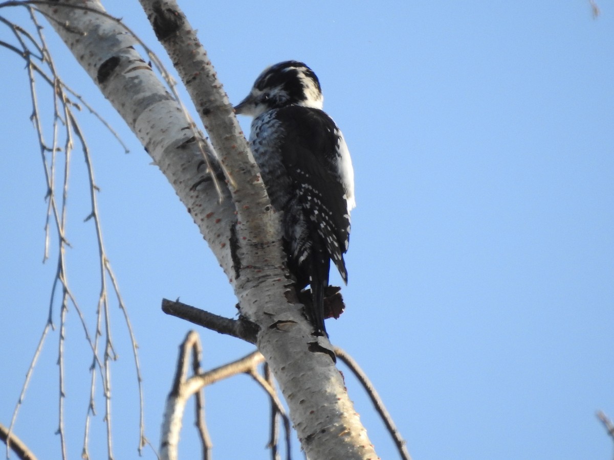 Eurasian Three-toed Woodpecker - ML625148701