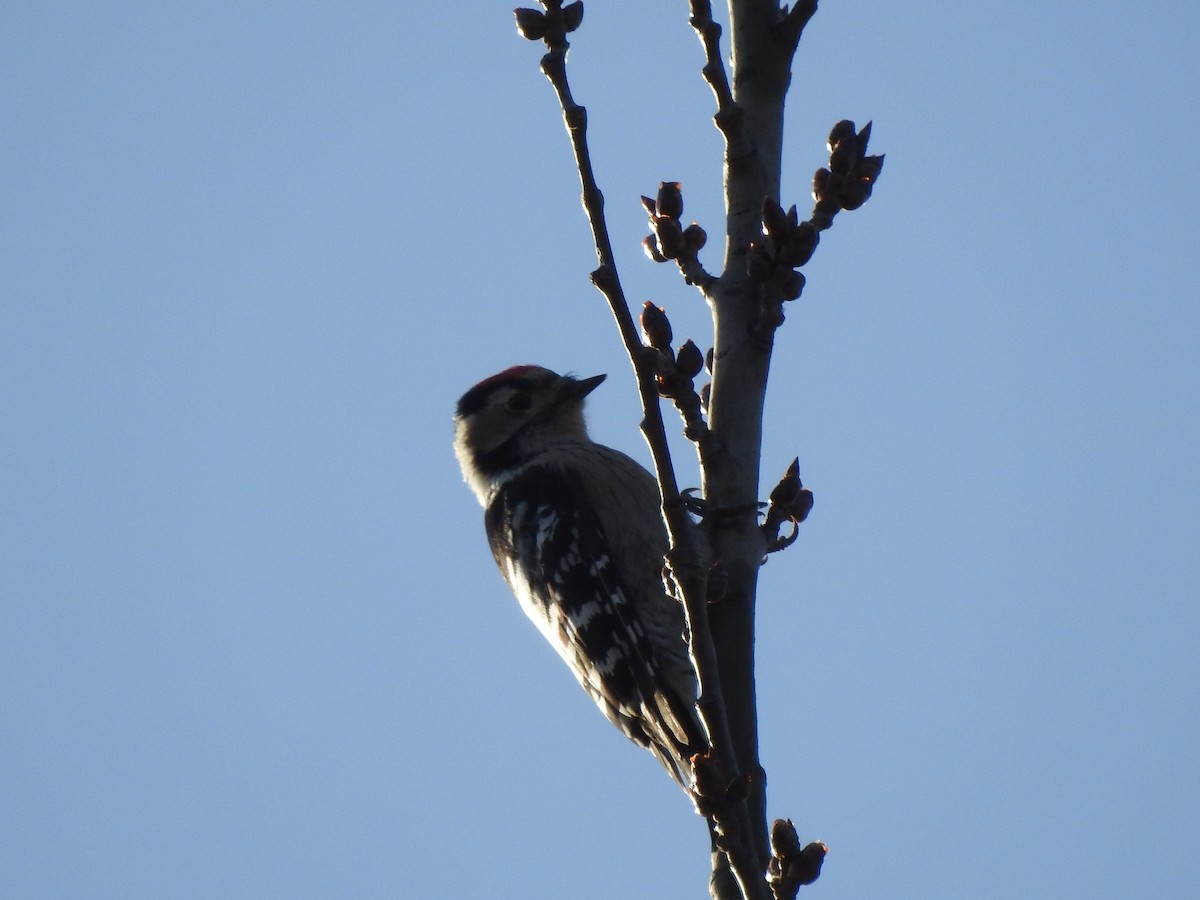 Lesser Spotted Woodpecker - ML625148712