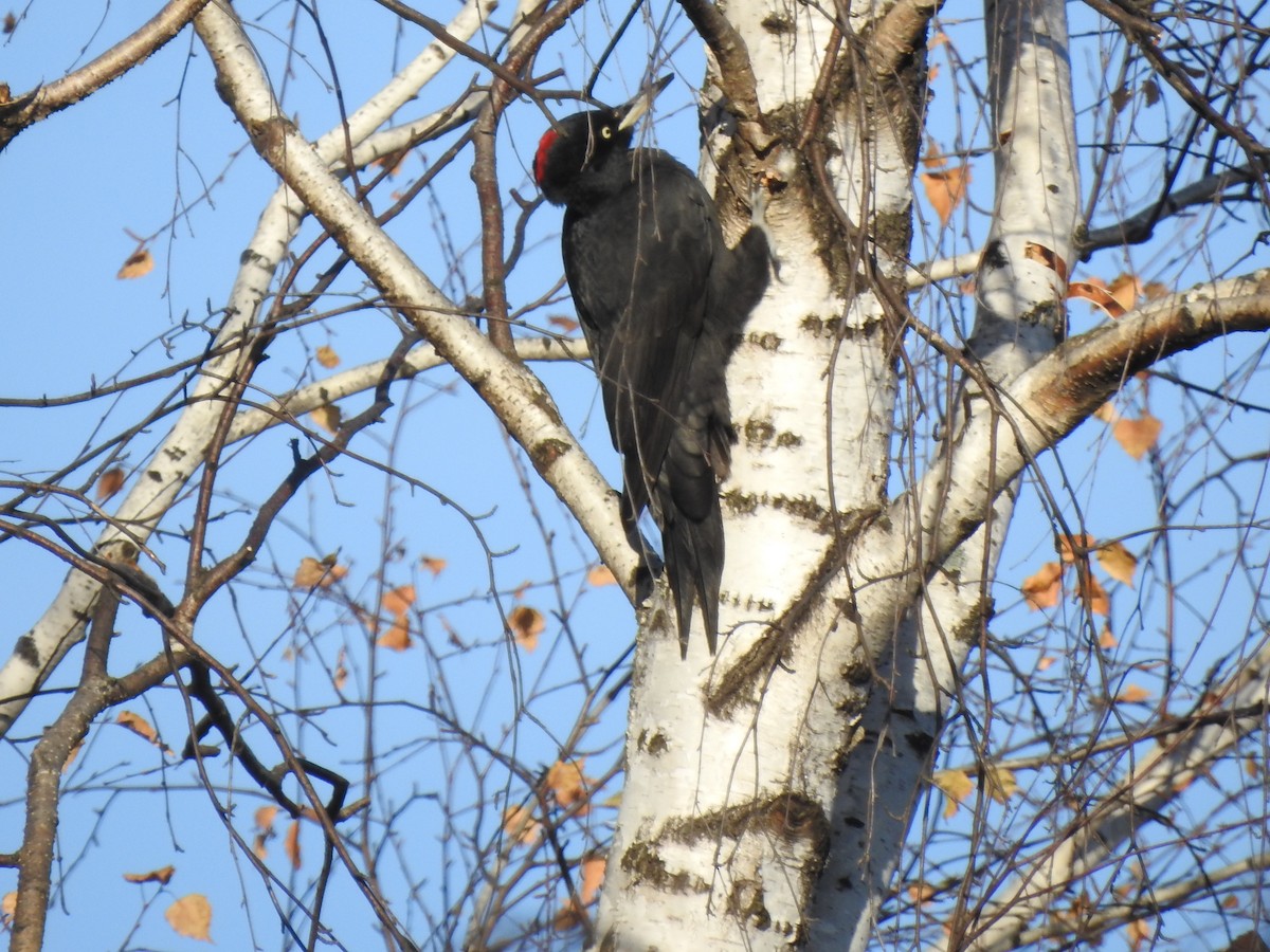 Black Woodpecker - ML625148718