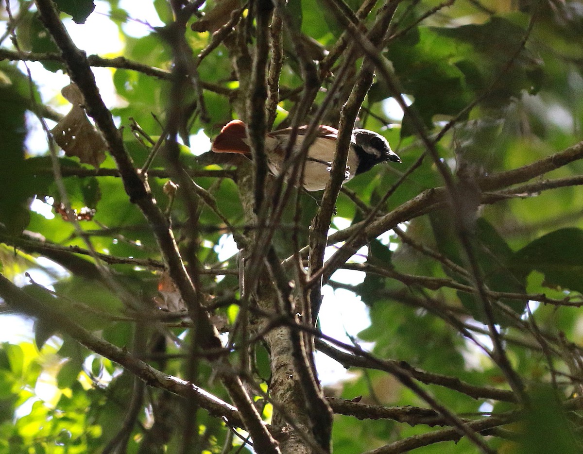 Red-tailed Vanga - ML625148885