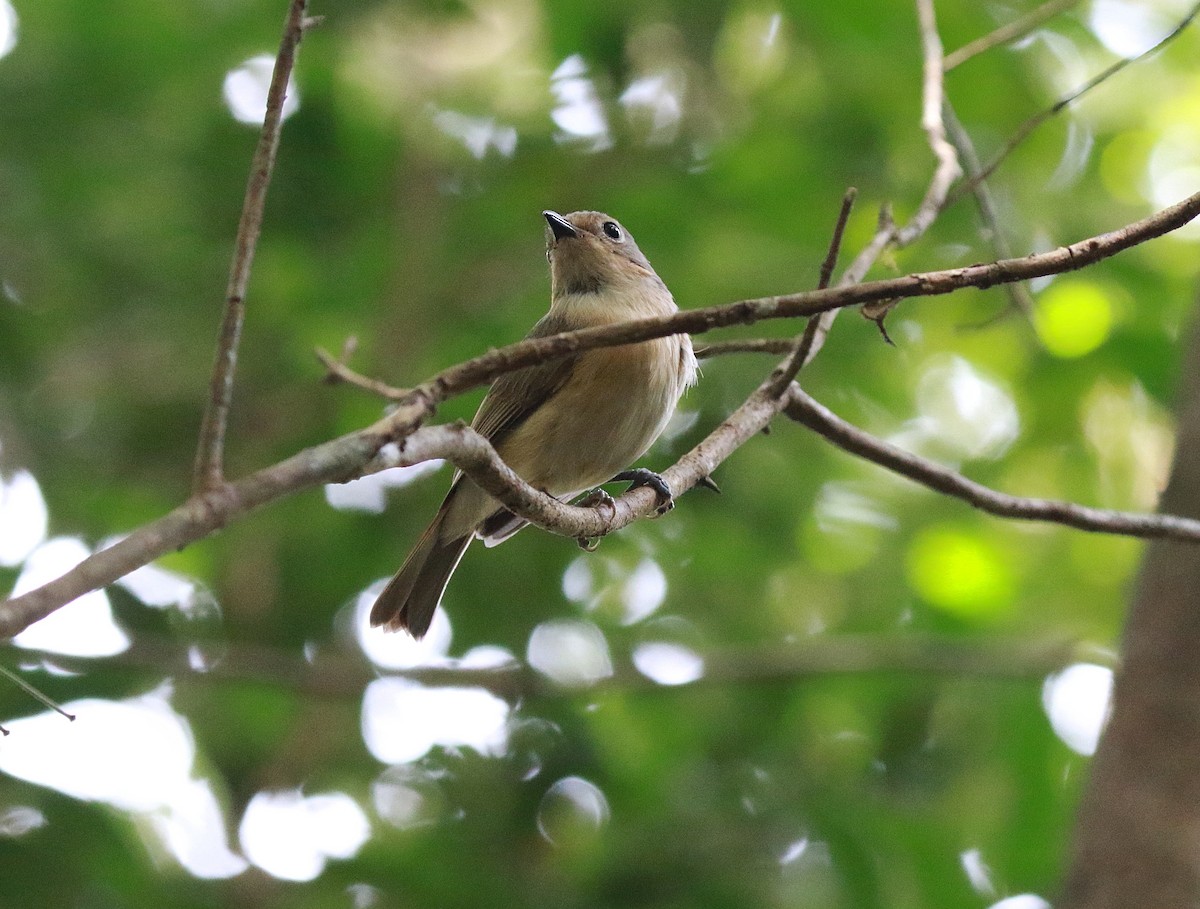 Red-tailed Vanga - ML625148894