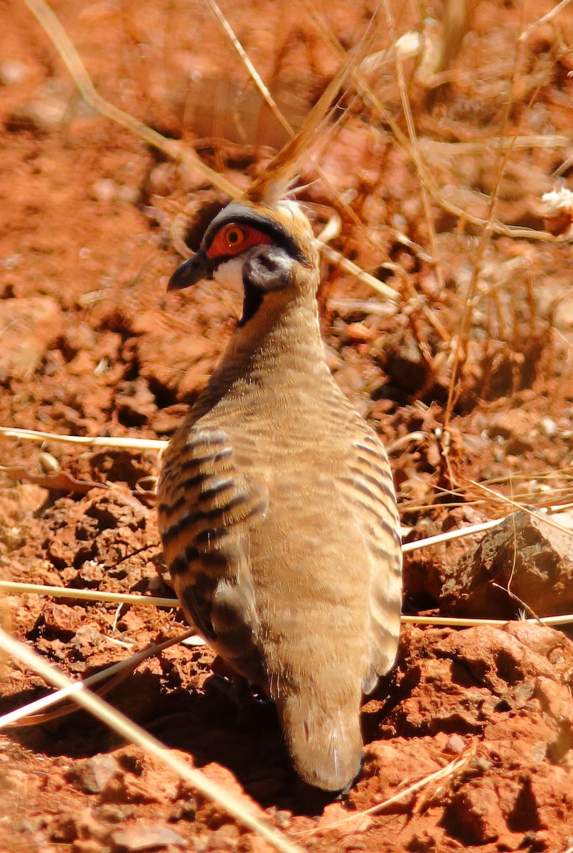 holub křepelčí (ssp. plumifera/leucogaster) - ML625149028