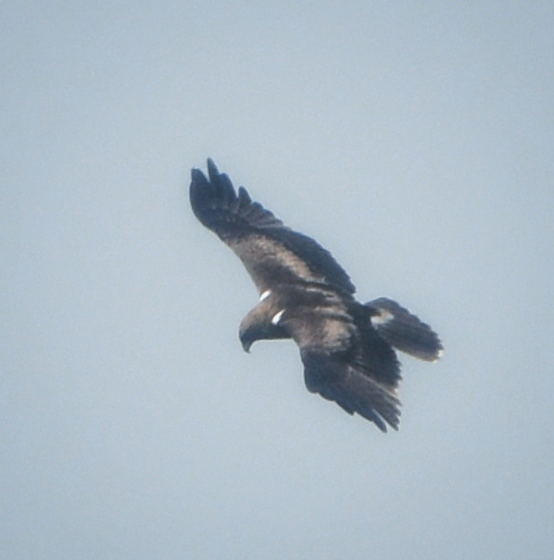Бахим бүргэд - ML625149227