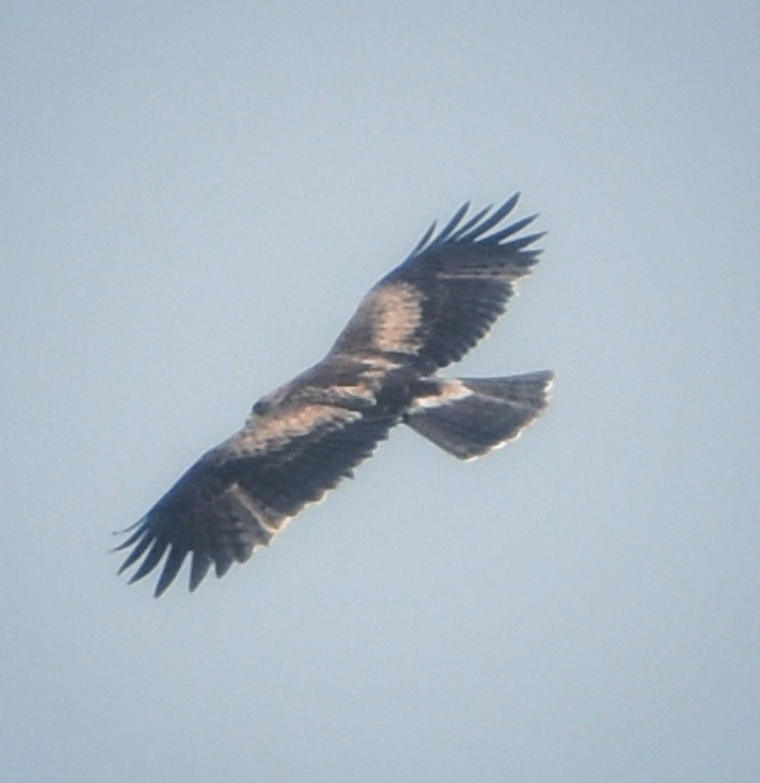 Бахим бүргэд - ML625149228