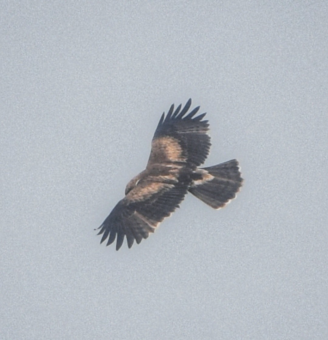 Бахим бүргэд - ML625149229