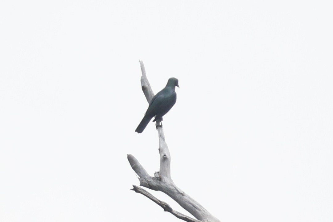 Asian Glossy Starling - ML625149413