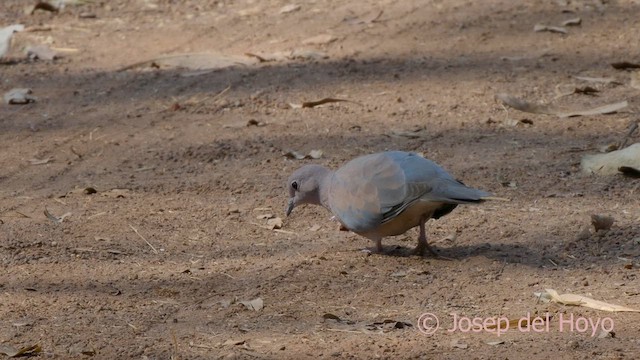 Laughing Dove - ML625149484