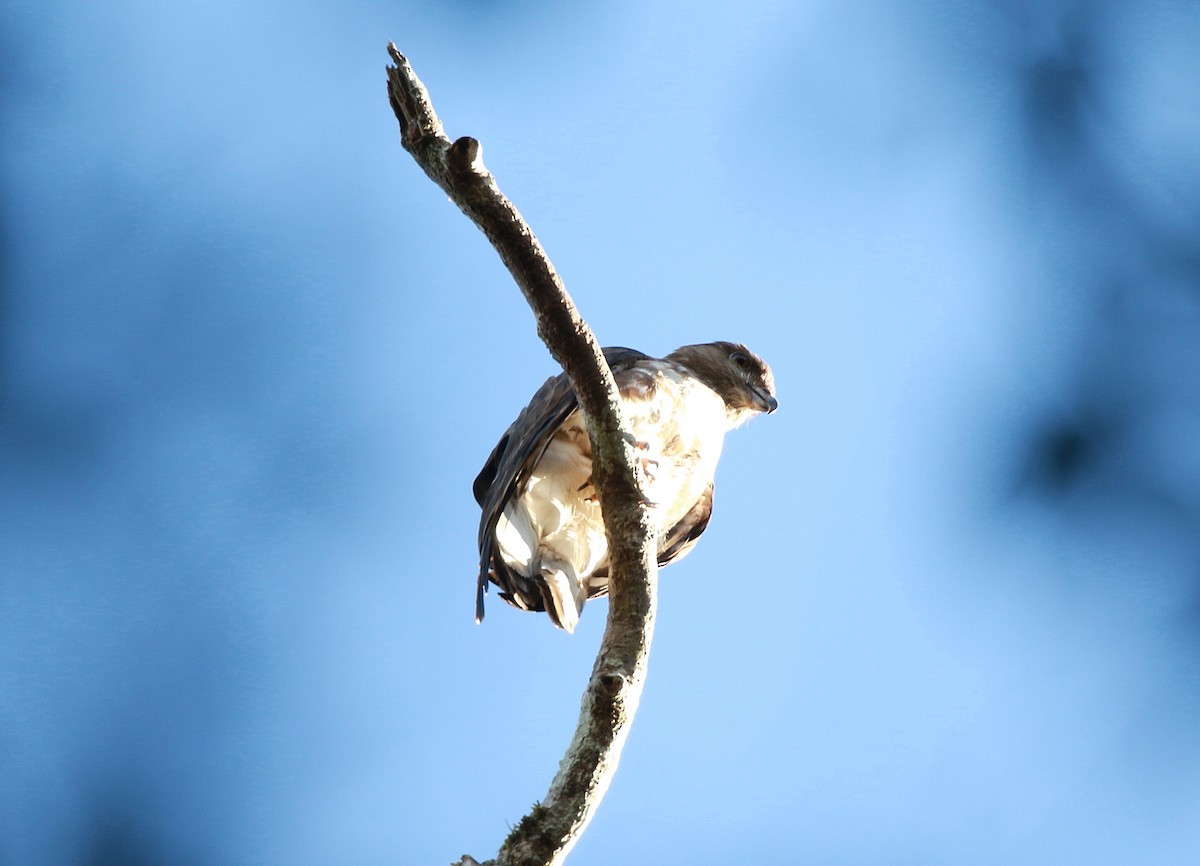 Madagascar Cuckoo-Hawk - ML625149516