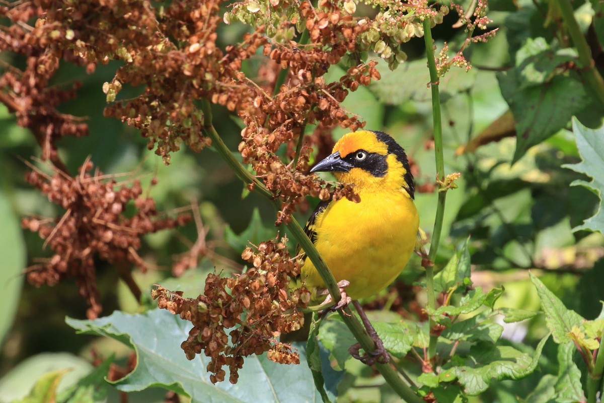 Baglafecht Weaver - ML625149523