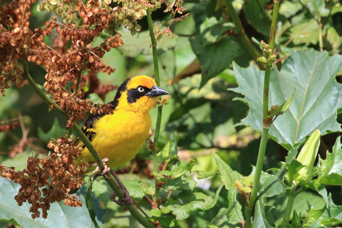 Baglafecht Weaver - ML625149524