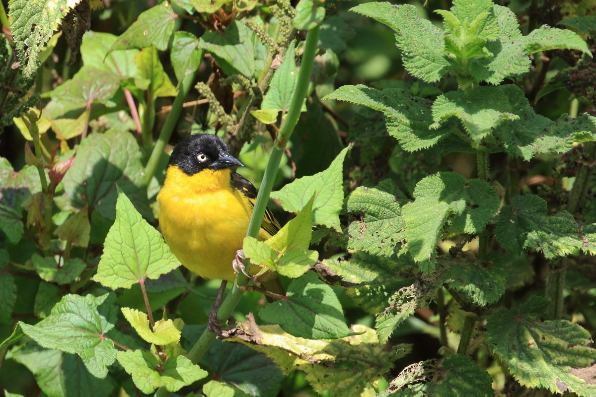 Baglafecht Weaver - ML625149525