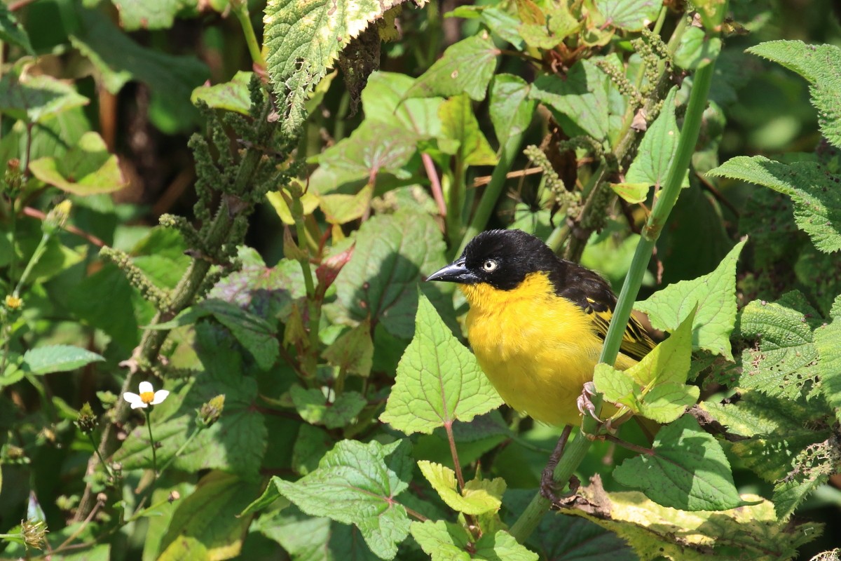 Baglafecht Weaver - ML625149526