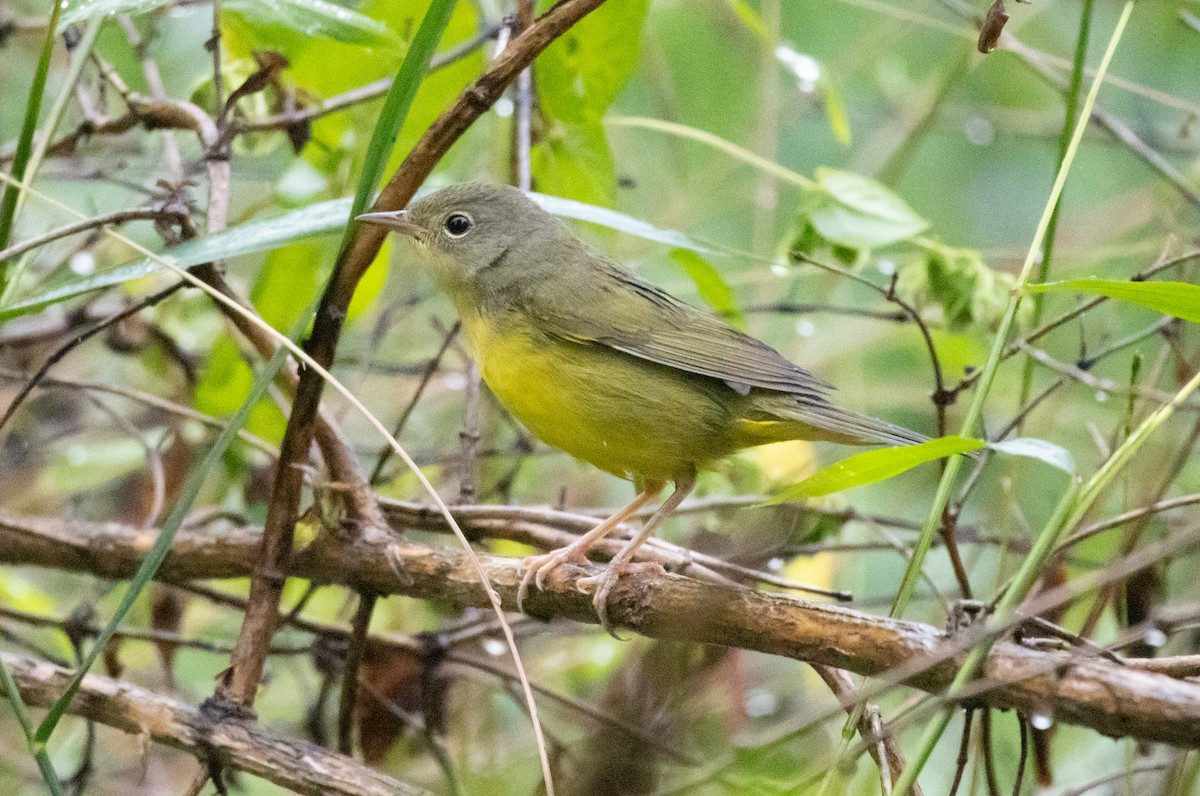 Mourning Warbler - ML625149592