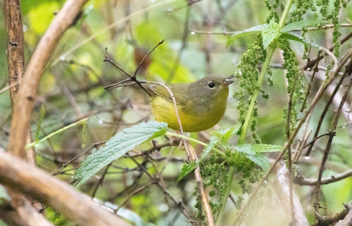 Mourning Warbler - ML625149601