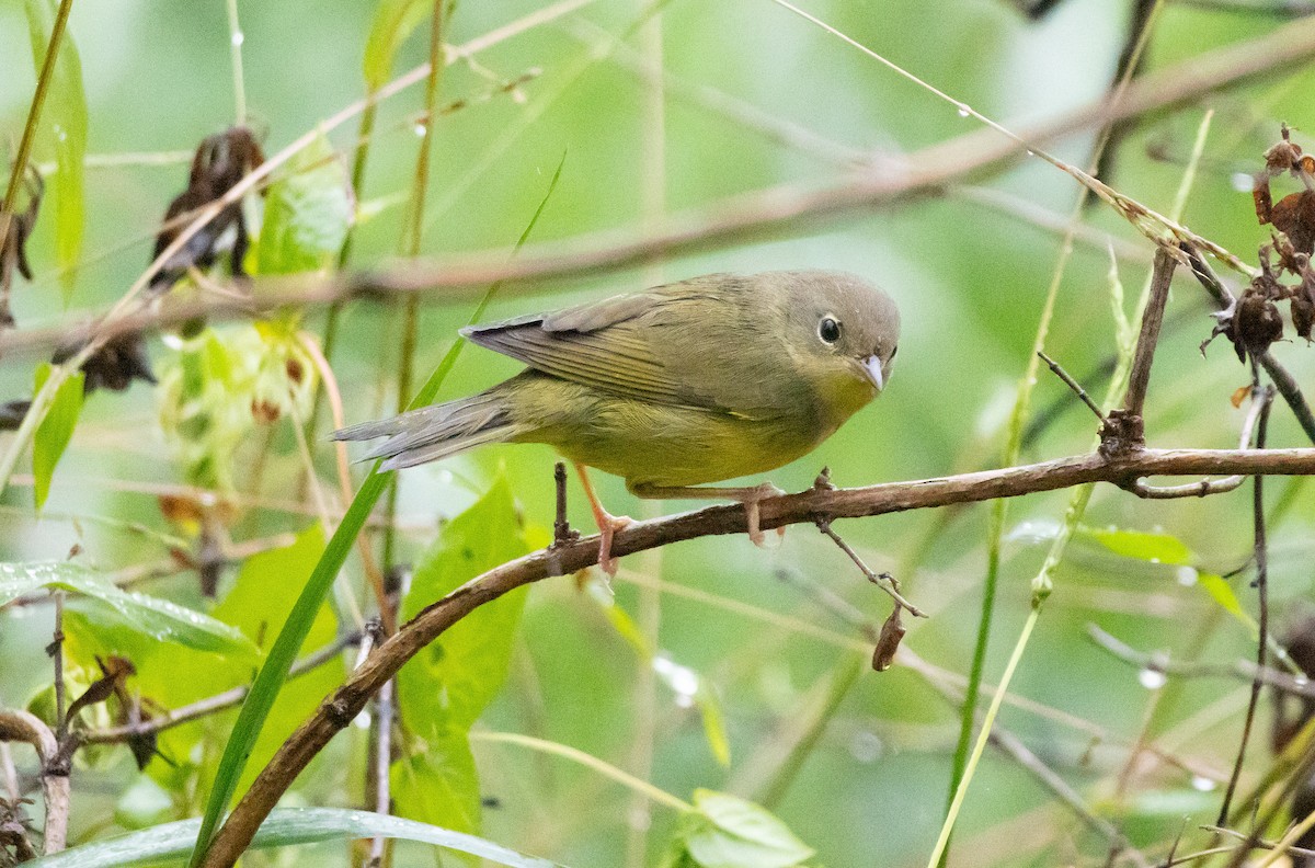 Mourning Warbler - ML625149606