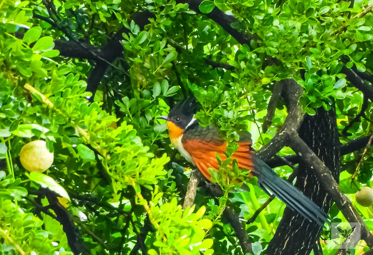 Chestnut-winged Cuckoo - ML625149612