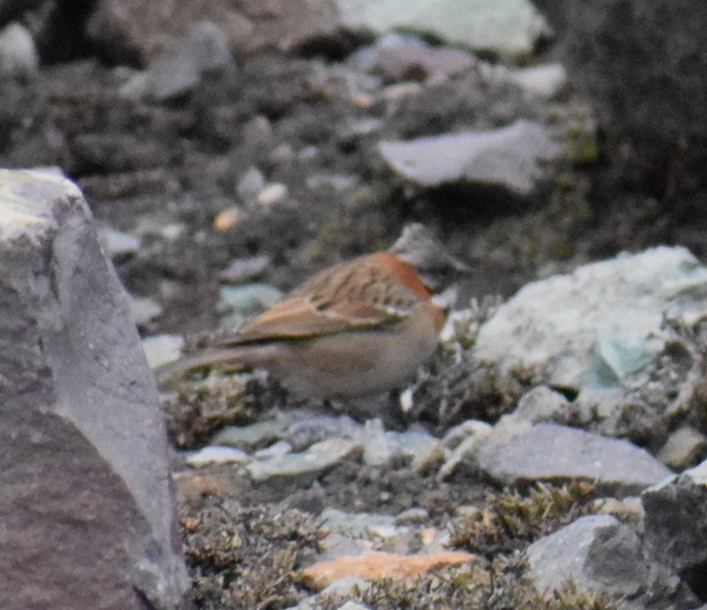 Rufous-collared Sparrow - ML625149708