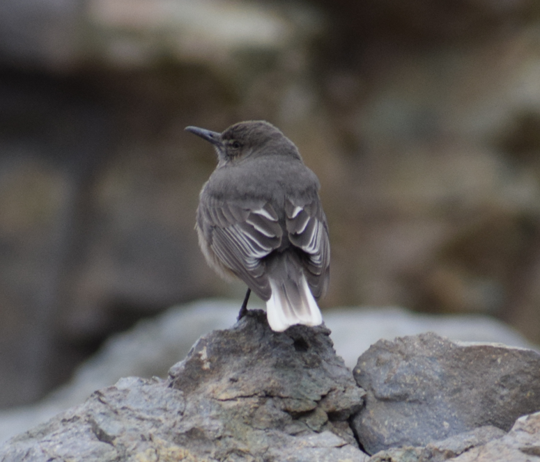 Black-billed Shrike-Tyrant - ML625149709