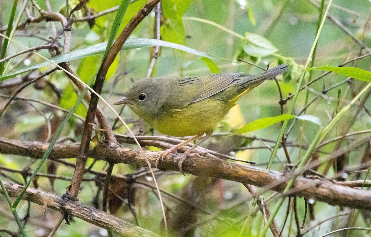 Mourning Warbler - ML625149728