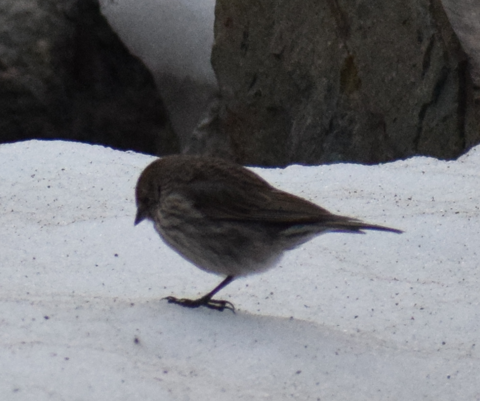 Plumbeous Sierra Finch - ML625149729
