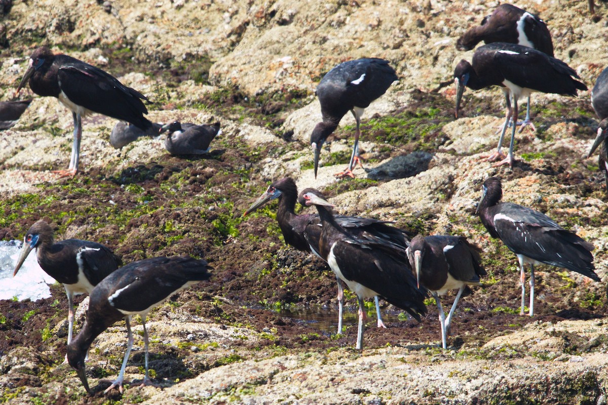 Cigogne d'Abdim - ML625149801