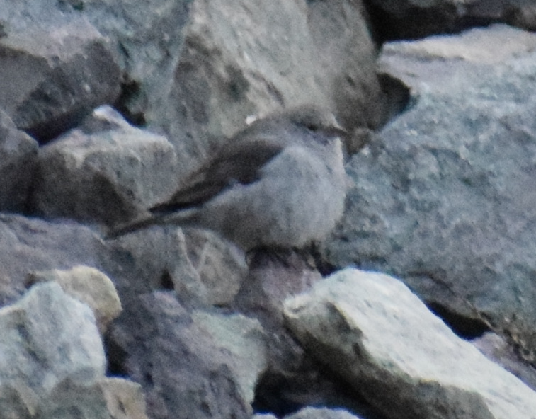 Plumbeous Sierra Finch - ML625149805