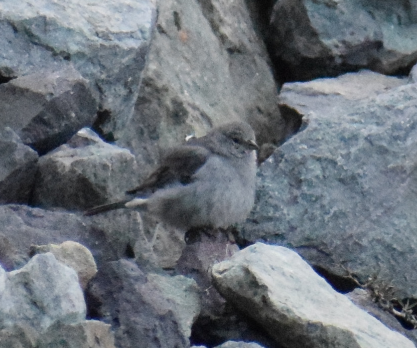 Plumbeous Sierra Finch - ML625149806