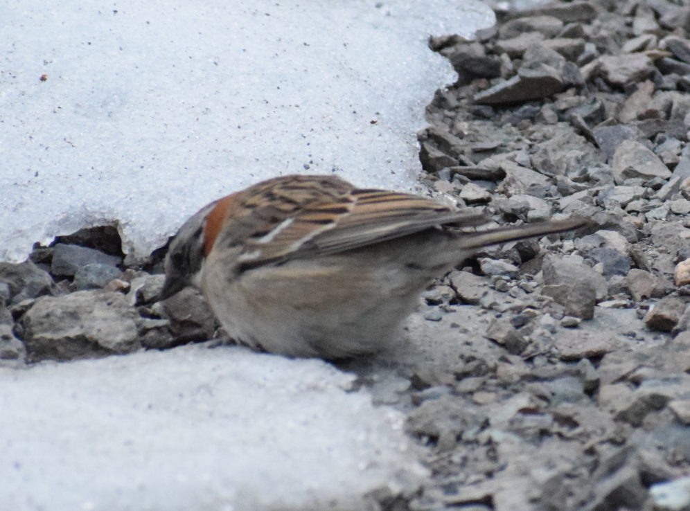 Rufous-collared Sparrow - ML625149807