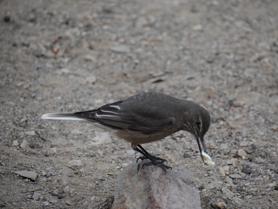 Black-billed Shrike-Tyrant - Felipe Undurraga